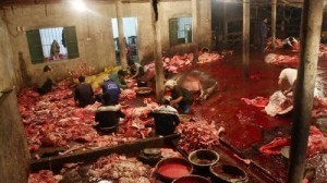 an chay giam sat sinh